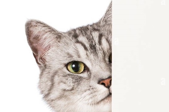 Image of cat peeking around corner