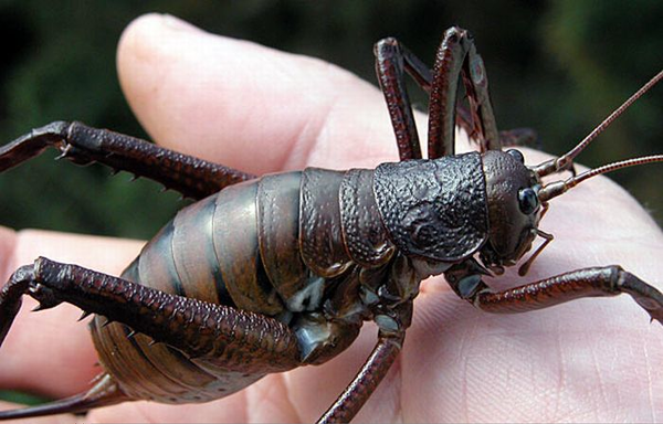 giant cricket in hand